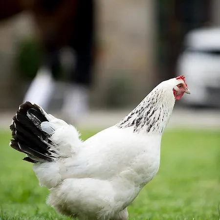 Farm View Hall Bed and Breakfast Χαρογκέιτ